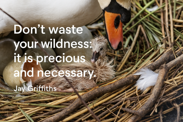 Wilde Zwanen: een naam als kompas!