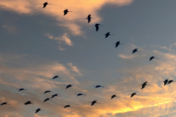 Leiderschap – eigenaarschap – autonomie – zelfsturing